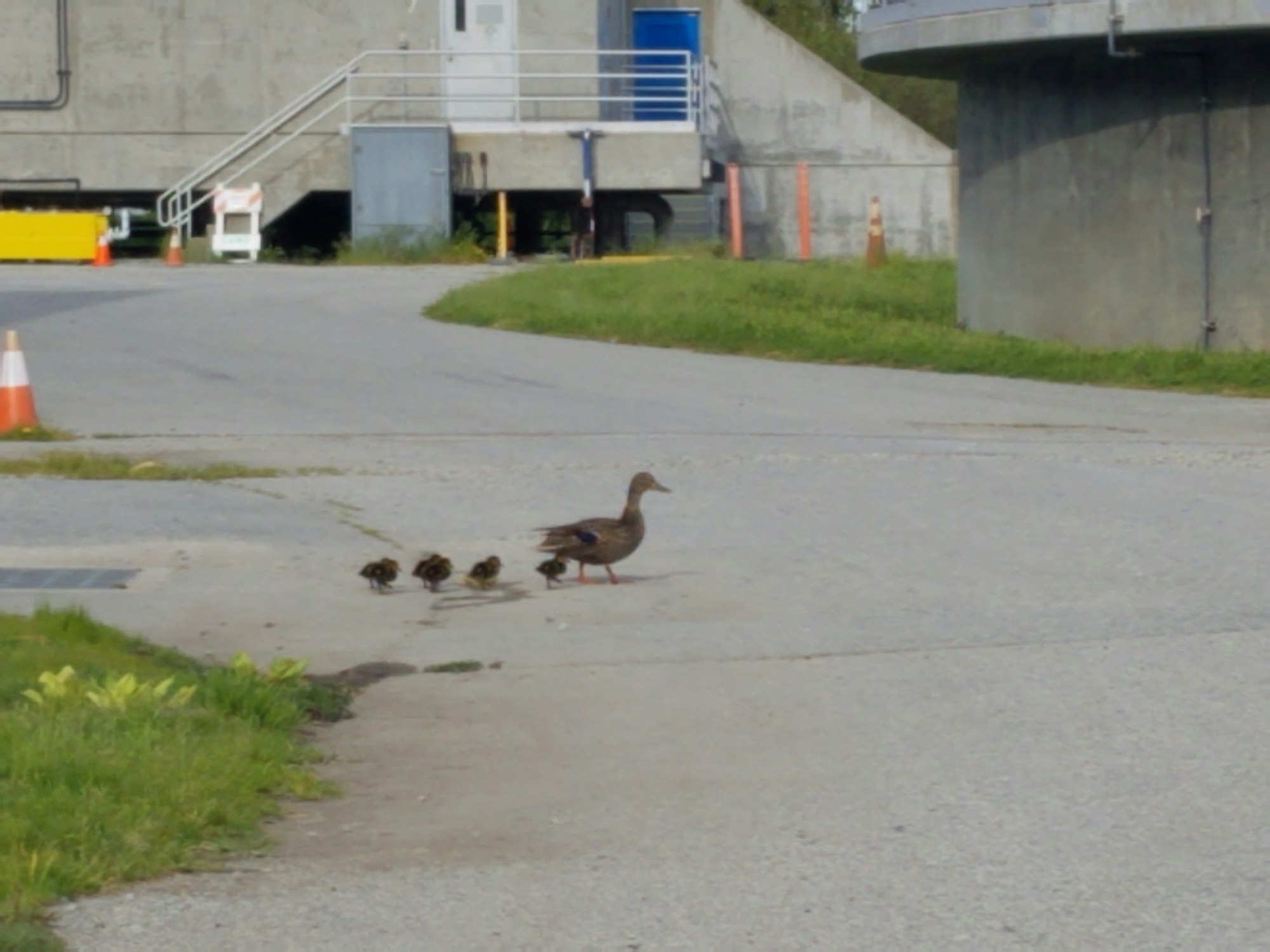 Female duck leading six dicklings across plant road