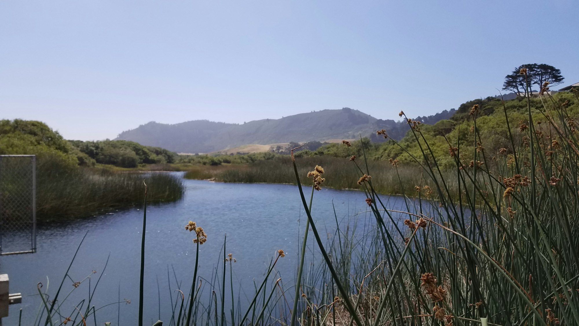 Photo of Carmel River with green banks on both sides and greenery