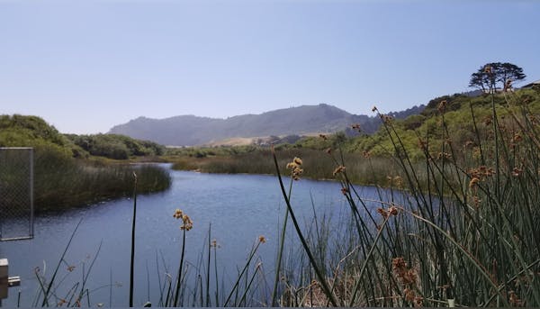 Photo of Carmel River with green banks on both sides and greenery