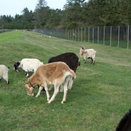 May contain: cow, mammal, cattle, animal, nature, field, outdoors, grassland, countryside, sheep, farm, rural, pasture, meadow, and ranch