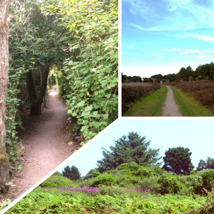 May contain: outdoors, arbour, garden, and plant