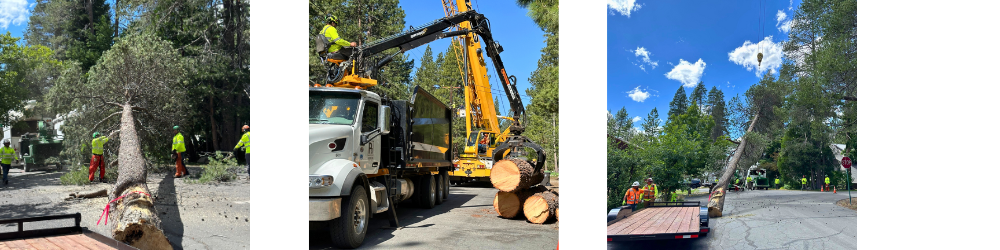 Tree removal crew working with machinery to lift and transport a fallen tree, surrounded by a forest and blue skies.