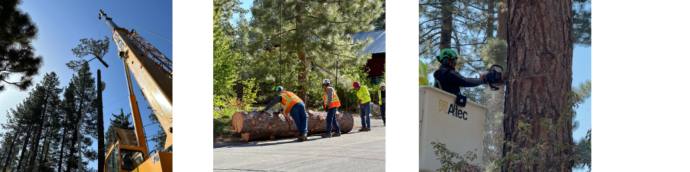 Images show tree maintenance activities, including tree trimming with a crane and workers cutting logs in a wooded area.