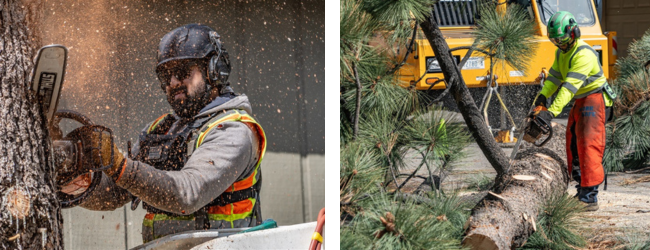 The image shows two workers using chainsaws to cut down trees, surrounded by sawdust and pine branches. Safety gear is worn.