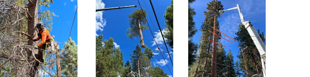 Three images show a tree worker climbing trees, cutting branches, and using equipment to manage tree height near power lines.