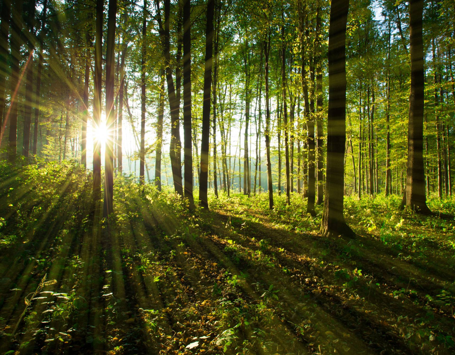 A sunbeam shines through a lush green forest, casting rays of light and creating a tranquil, natural atmosphere.