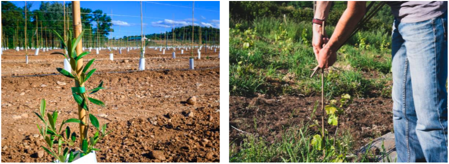 The image shows two scenes: a vineyard with young plants supported by stakes and a person tending to plants in a garden.