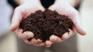 Hands holding rich soil.