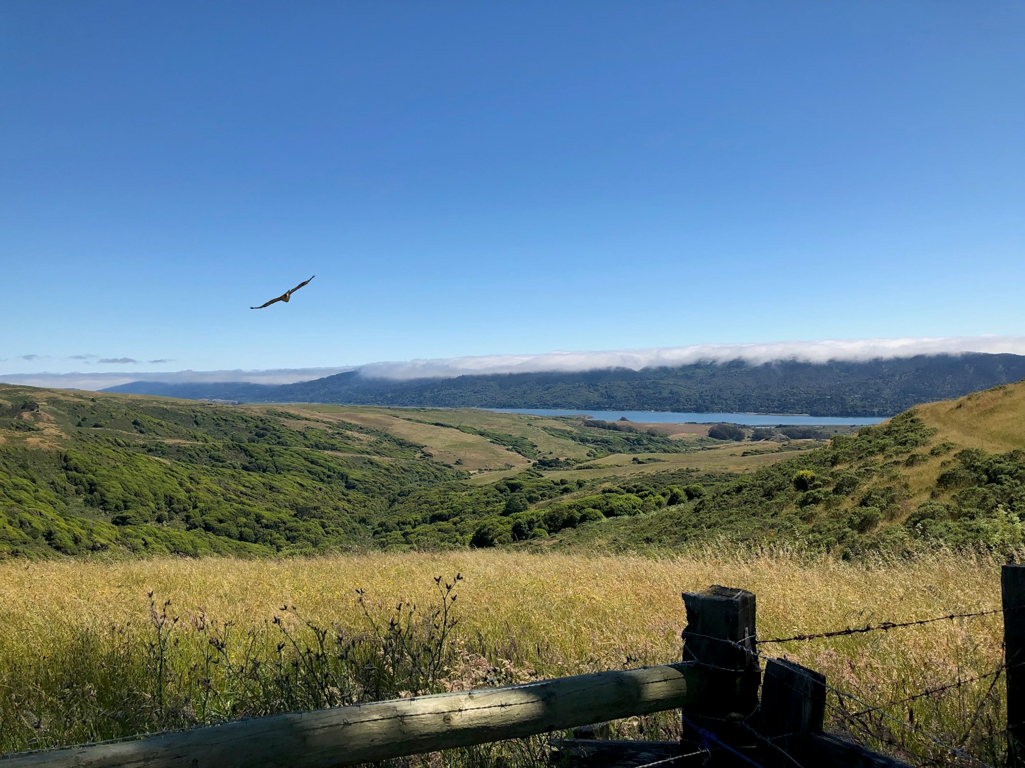 Open space view with bird flying overhead