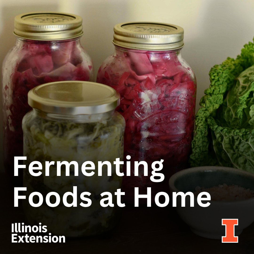 Jars of fermented foods like pickled vegetables, with a focus on home fermentation techniques.