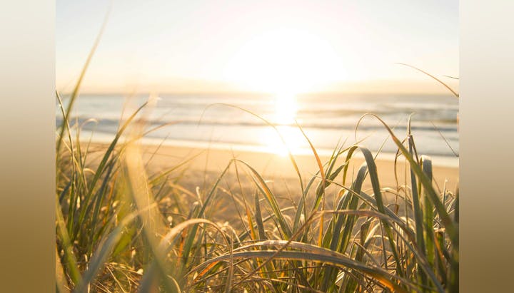 Beach grass at sunrise with a glowing sun over the ocean horizon.