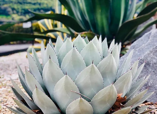 A succulent with pointy leaves in the foreground; another plant in the background.
