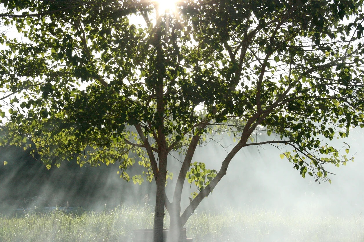 Sunlight filtering through a leafy tree with rays visible in misty air.