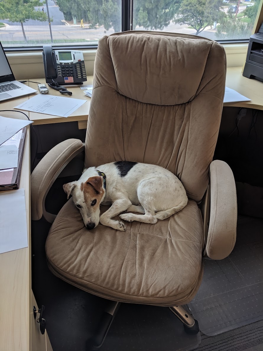 A small dog is curled up and sleeping on an office chair in a workspace with a phone and laptop nearby.
