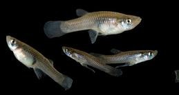 May contain: fish and animal