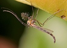 Picture of a Midge