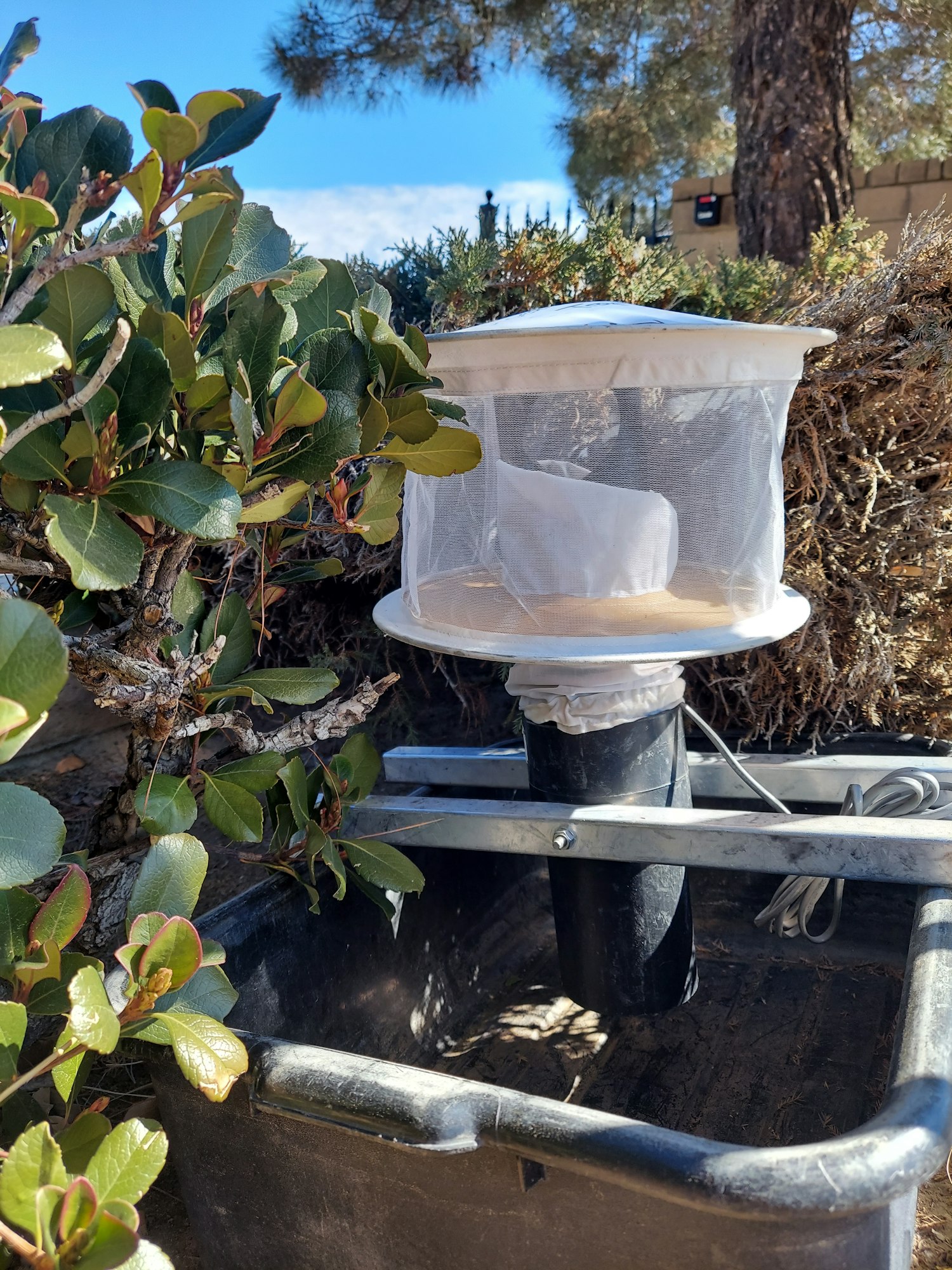 Gravid Trap that lures in egg laying mosquitoes