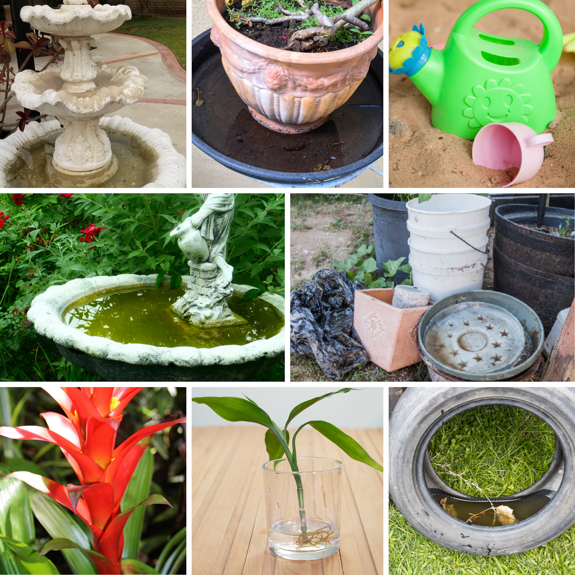 Images of various sources where Aedes mosquitoes thrive: Plant saucers, water fountains, junk, childrens toys, aquatic plants and so on.