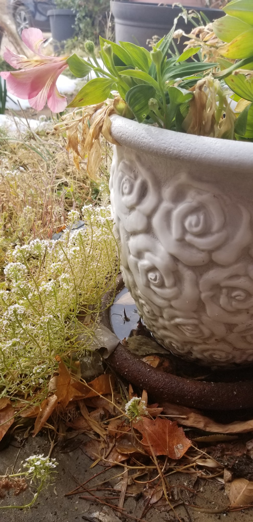 pot with saucer underneath that is filled with standing water