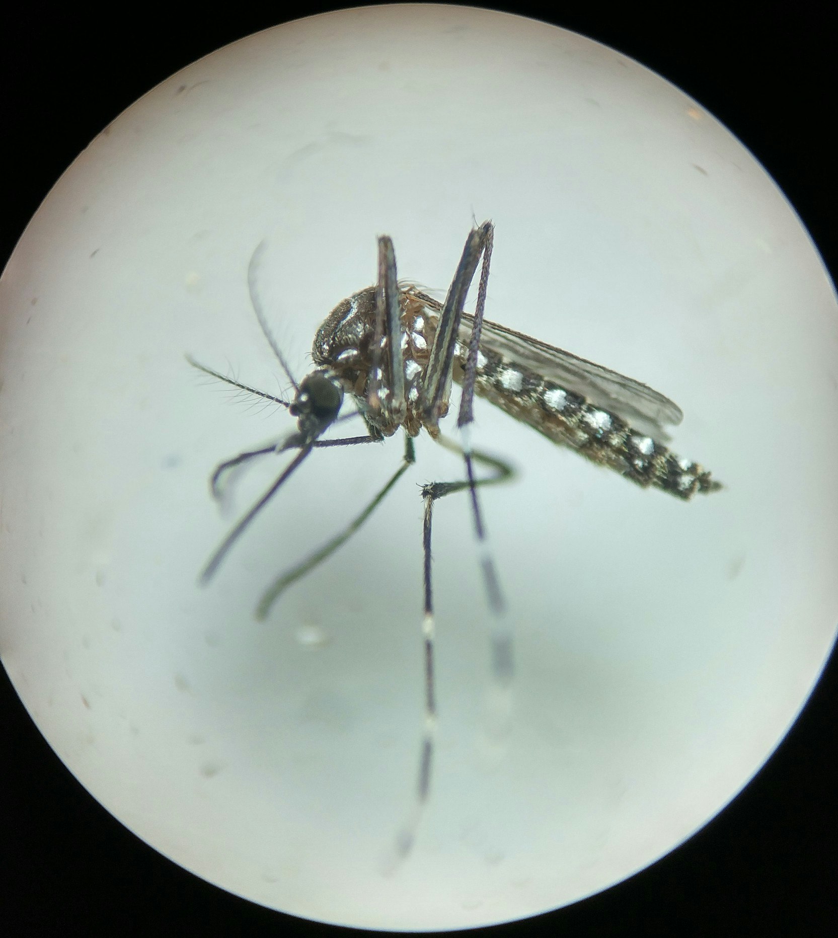 May contain: sphere, mosquito, invertebrate, animal, and insect