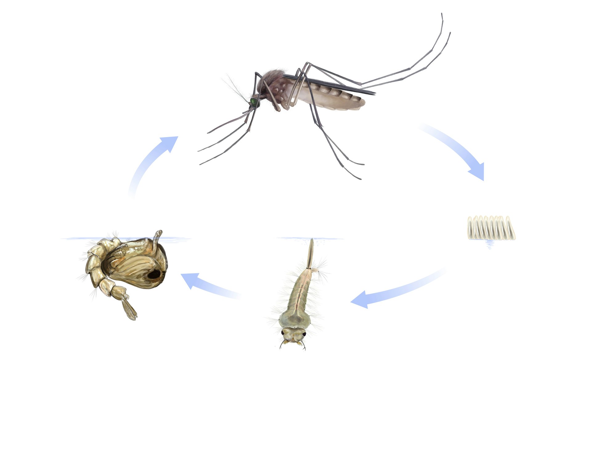 Image of the life-cycle of a mosquito from egg to adult