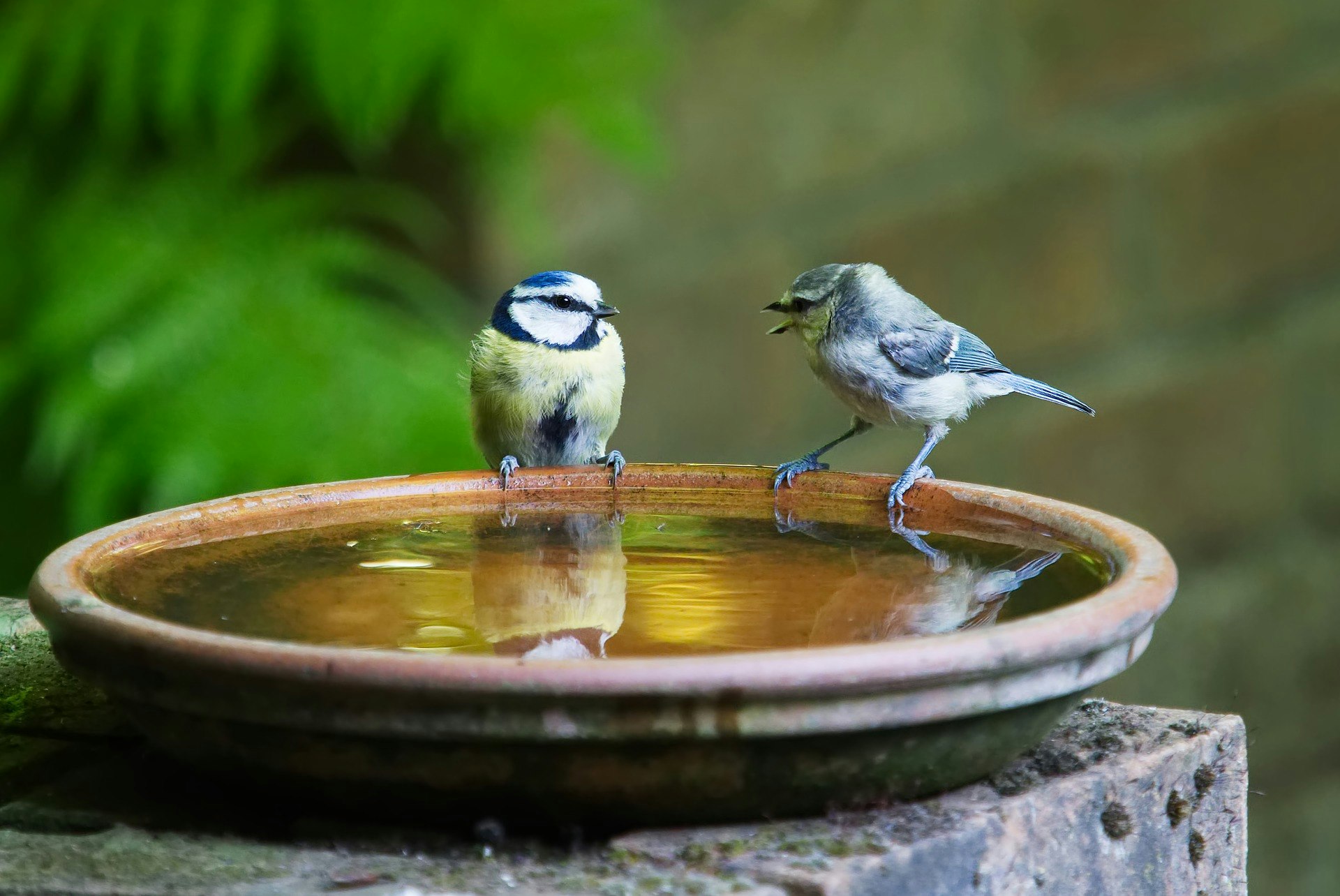 Birdbath containing standing water