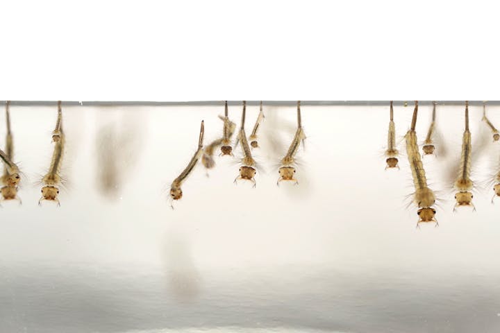Image of mosquito larvae