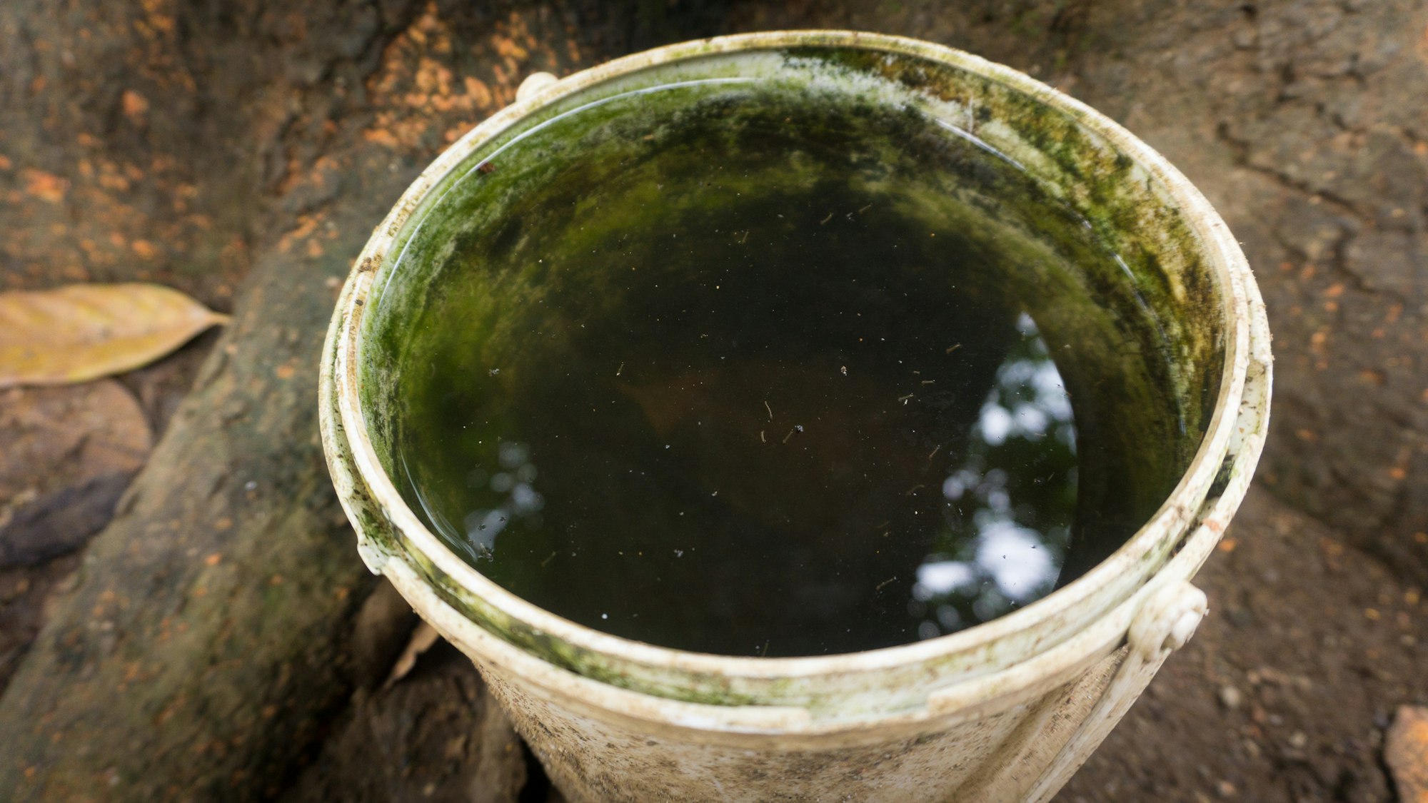 Bucket with dirty stagnant water inside