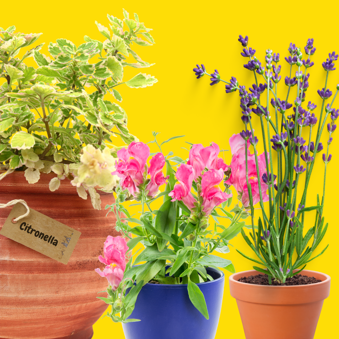The image features three potted plants: a citronella plant, vibrant snapdragons, and lavender, all set against a bright yellow background.