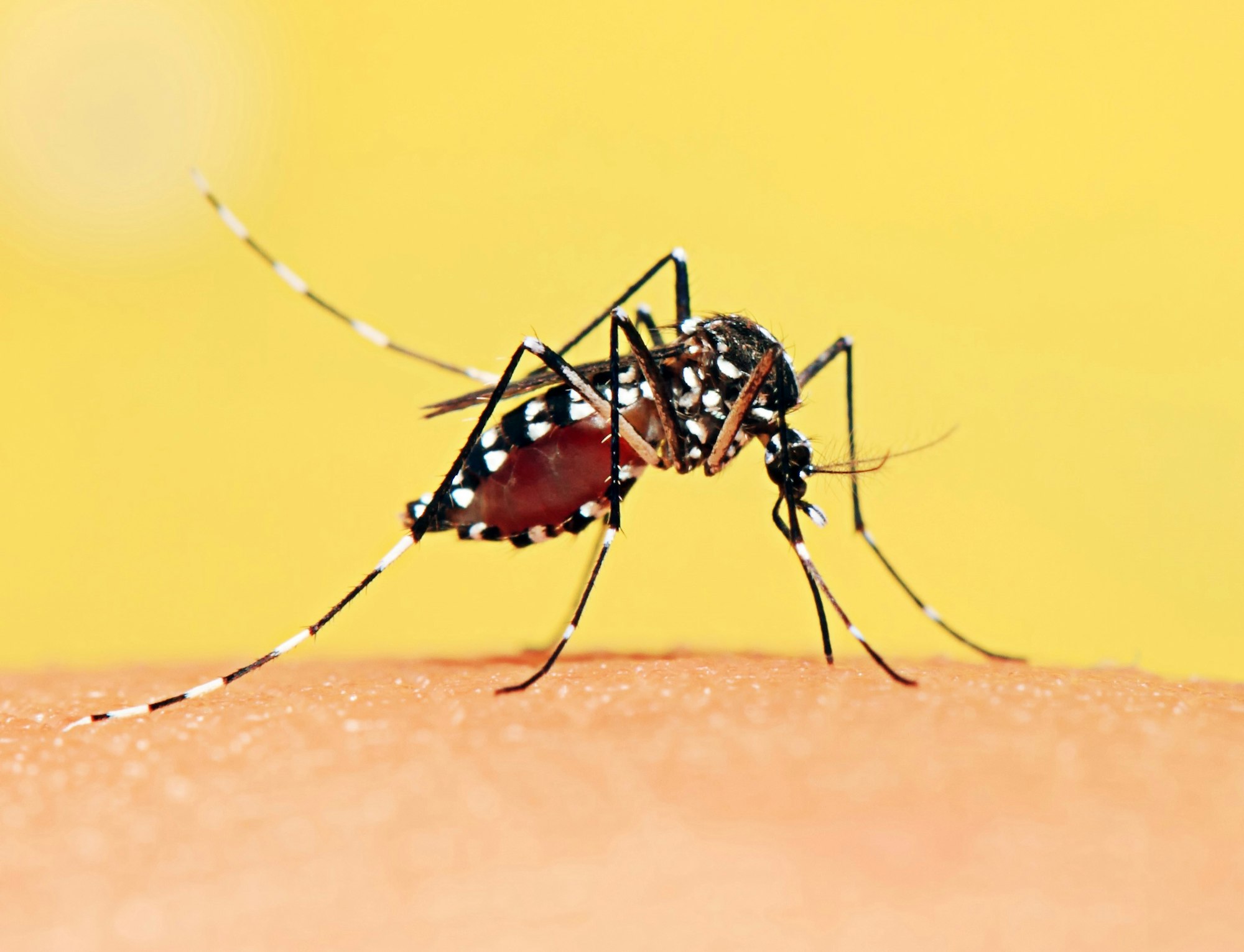 A mosquito feeding on human skin with a yellow background.