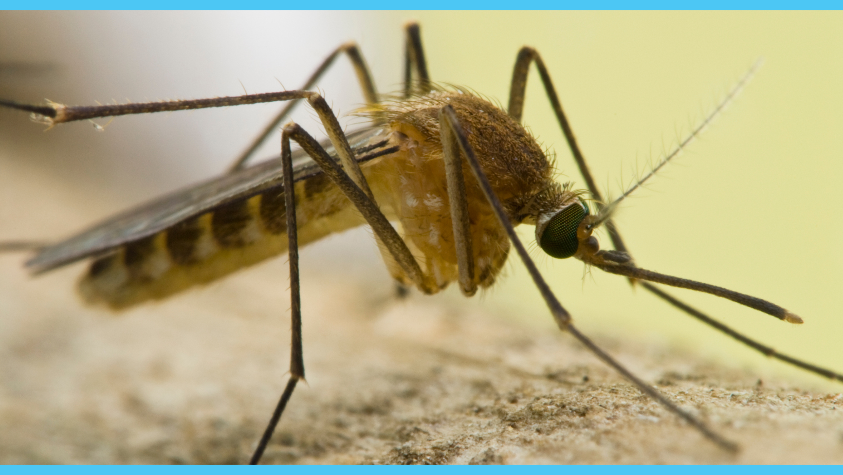 The image shows a close-up of a mosquito, showcasing its detailed body and wings.