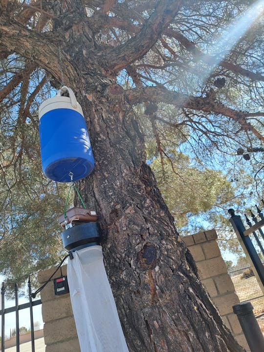 May contain: tree and plant