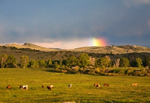 May contain: pasture, field, nature, outdoors, countryside, rural, farm, grassland, landscape, ranch, meadow, scenery, grazing, cow, mammal, livestock, cattle, animal, grass, and plant