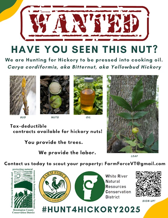 "Wanted: Hickory nuts for cooking oil. Tax-deductible contracts. You provide trees, we do the labor. Contact FarmForceVT@gmail.com. #HUNT4HICKORY2025"