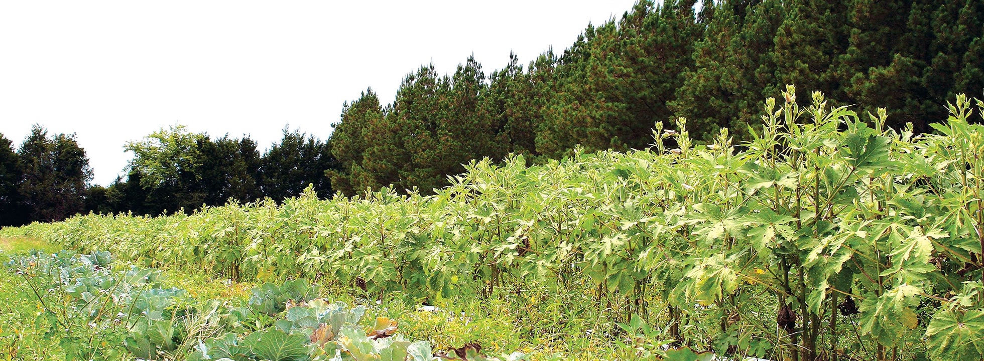 A field of leafy green plants with trees in the background under a clear sky.
