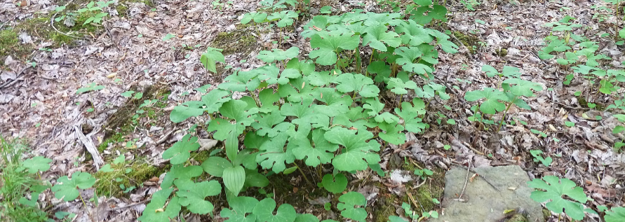 Lush green foliage amidst fallen brown leaves on the forest floor.