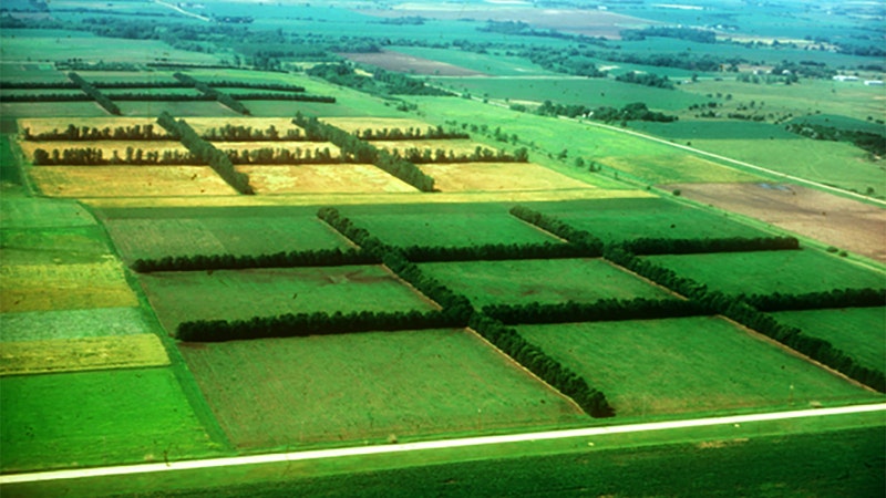 A grid of agricultural fields with tree lines separating them in a rural landscape.