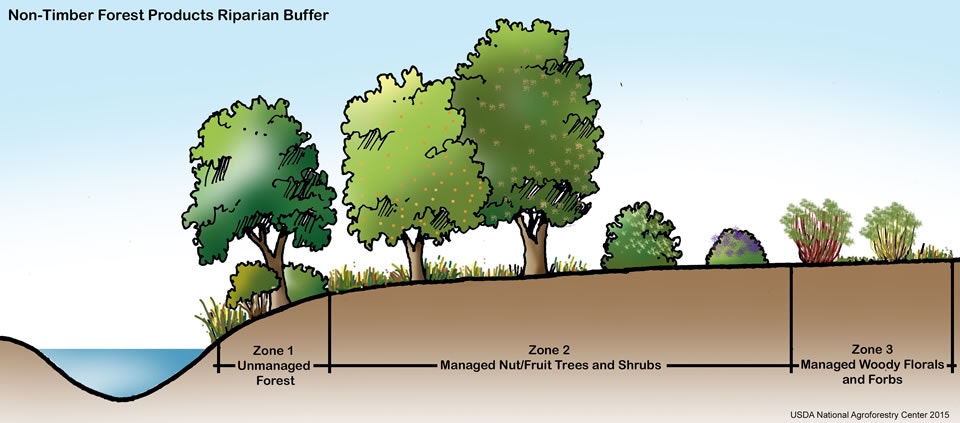 Illustration of a riparian buffer with three zones: unmanaged forest, managed nut/fruit trees and shrubs, and managed woody florals and forbs.
