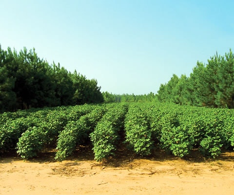 Rows of green plants in a field bordered by tall trees under a clear blue sky.