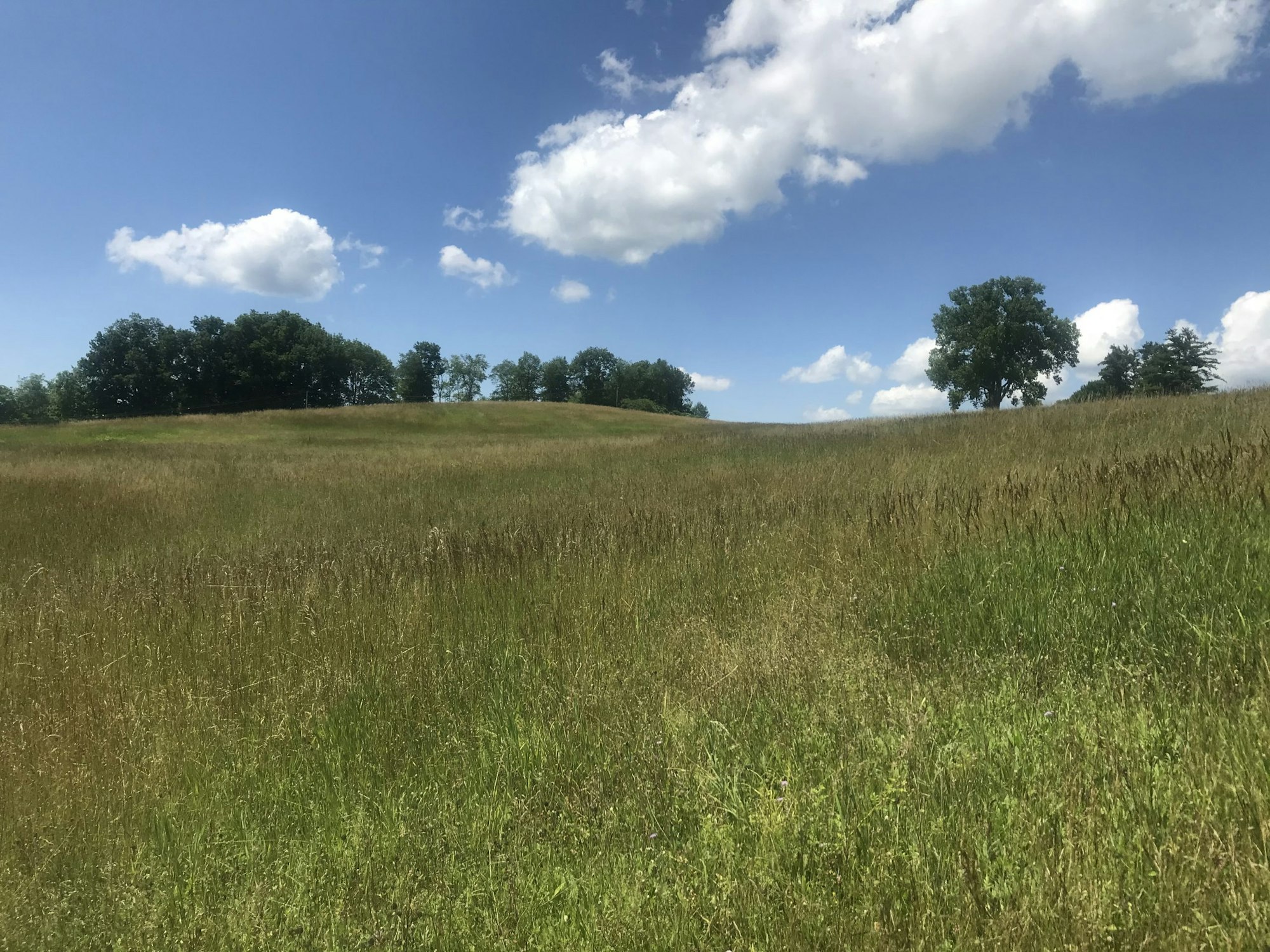 May contain: field, grassland, nature, outdoors, sky, countryside, meadow, rural, grass, plant, landscape, cloud, land, farm, pasture, tree, and savanna