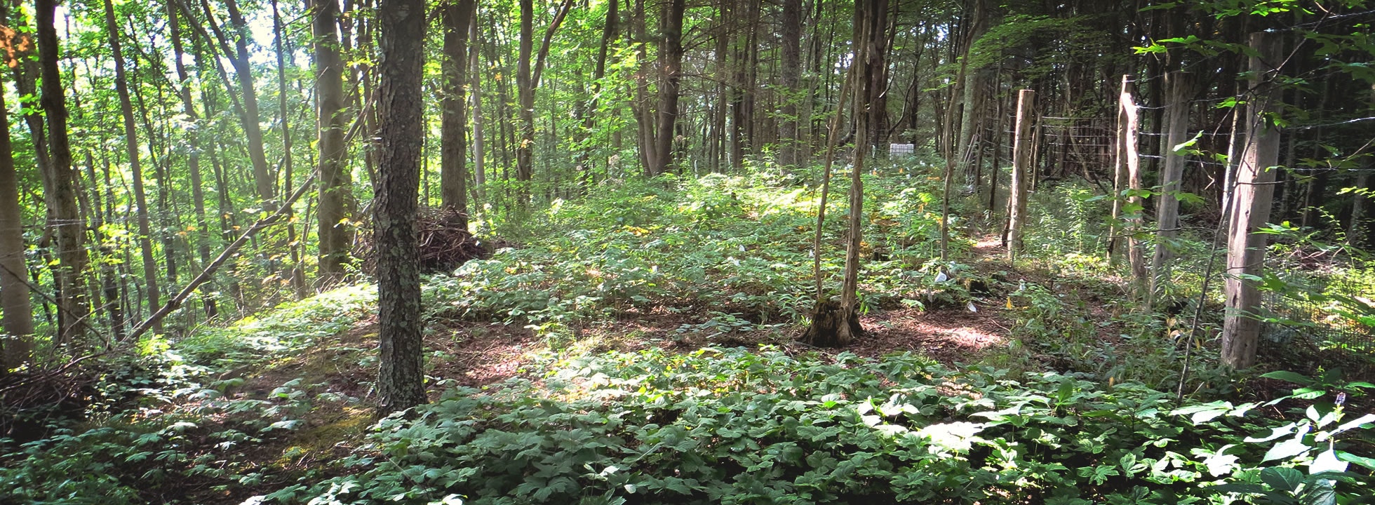 Sunlit forest with lush green foliage, tall trees, and a wire fence running through.