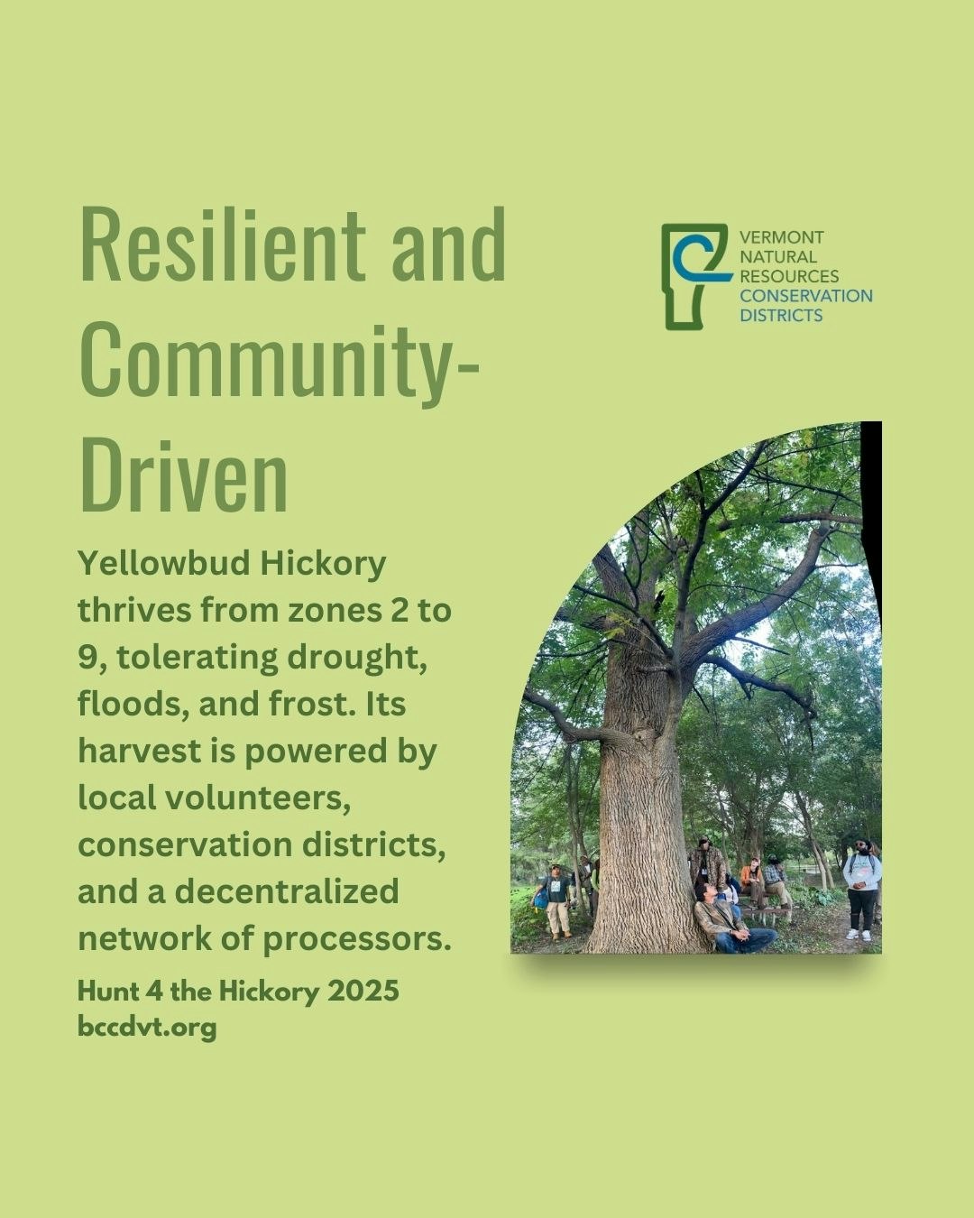 Promotional poster for Vermont conservation, focusing on Yellowbud Hickory, resilience, and community-driven harvest initiatives.