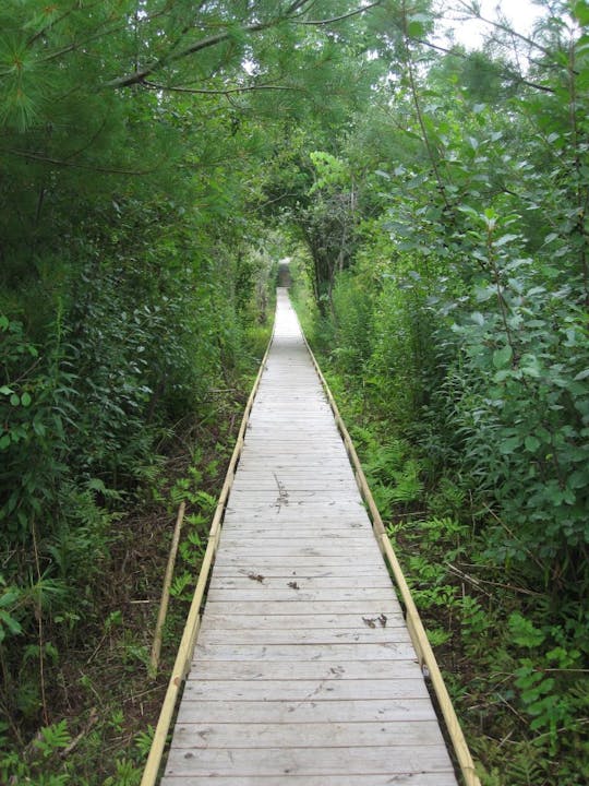 May contain: path, nature, outdoors, trail, boardwalk, bridge, plant, vegetation, jungle, walkway, land, water, waterfront, tree, woodland, and rainforest