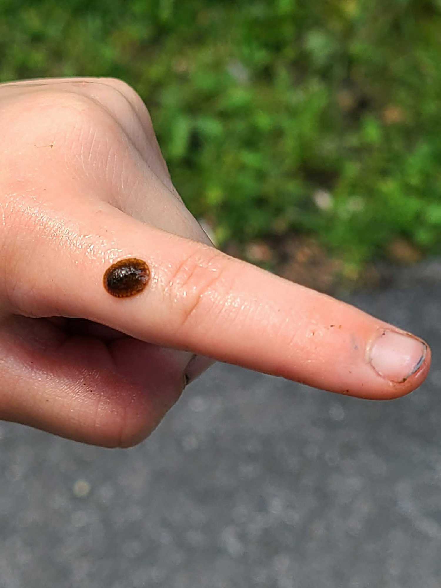 A close-up of a finger with a small, round brown insect or bug resting on it, set against a blurred green background.