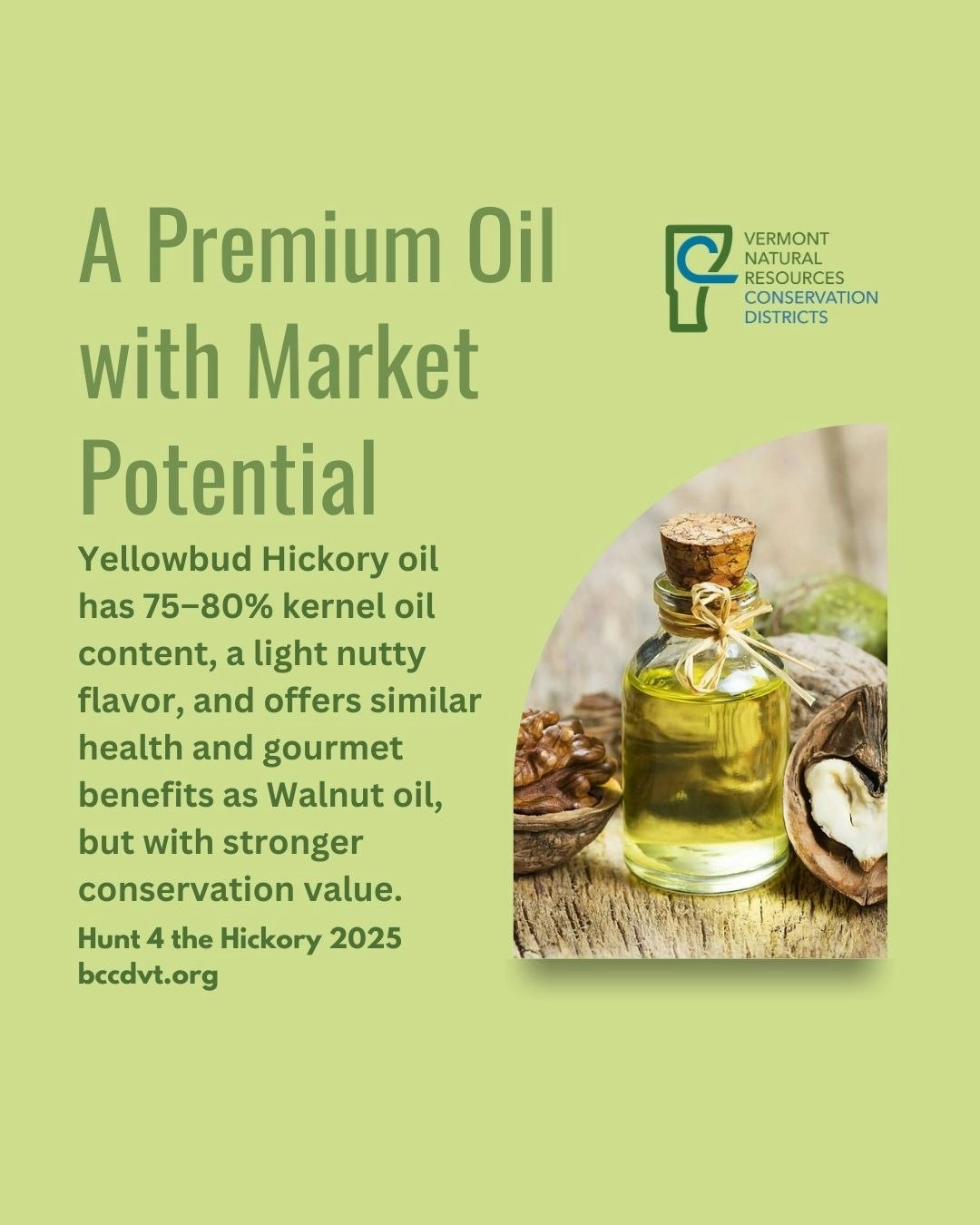 Yellowbud Hickory oil: 75-80% kernel oil, nutty flavor, health benefits, conservation value over Walnut oil. Vermont promotion.