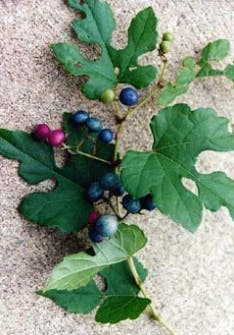 A branch with green leaves and multicolored berries (purple, blue, green) lying on a textured surface.