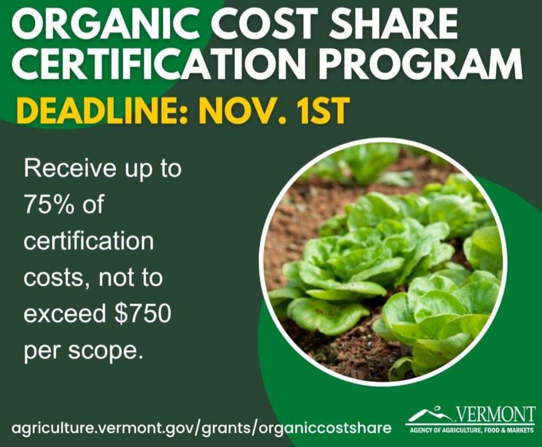 May contain: advertisement, plant, food, lettuce, produce, and vegetable