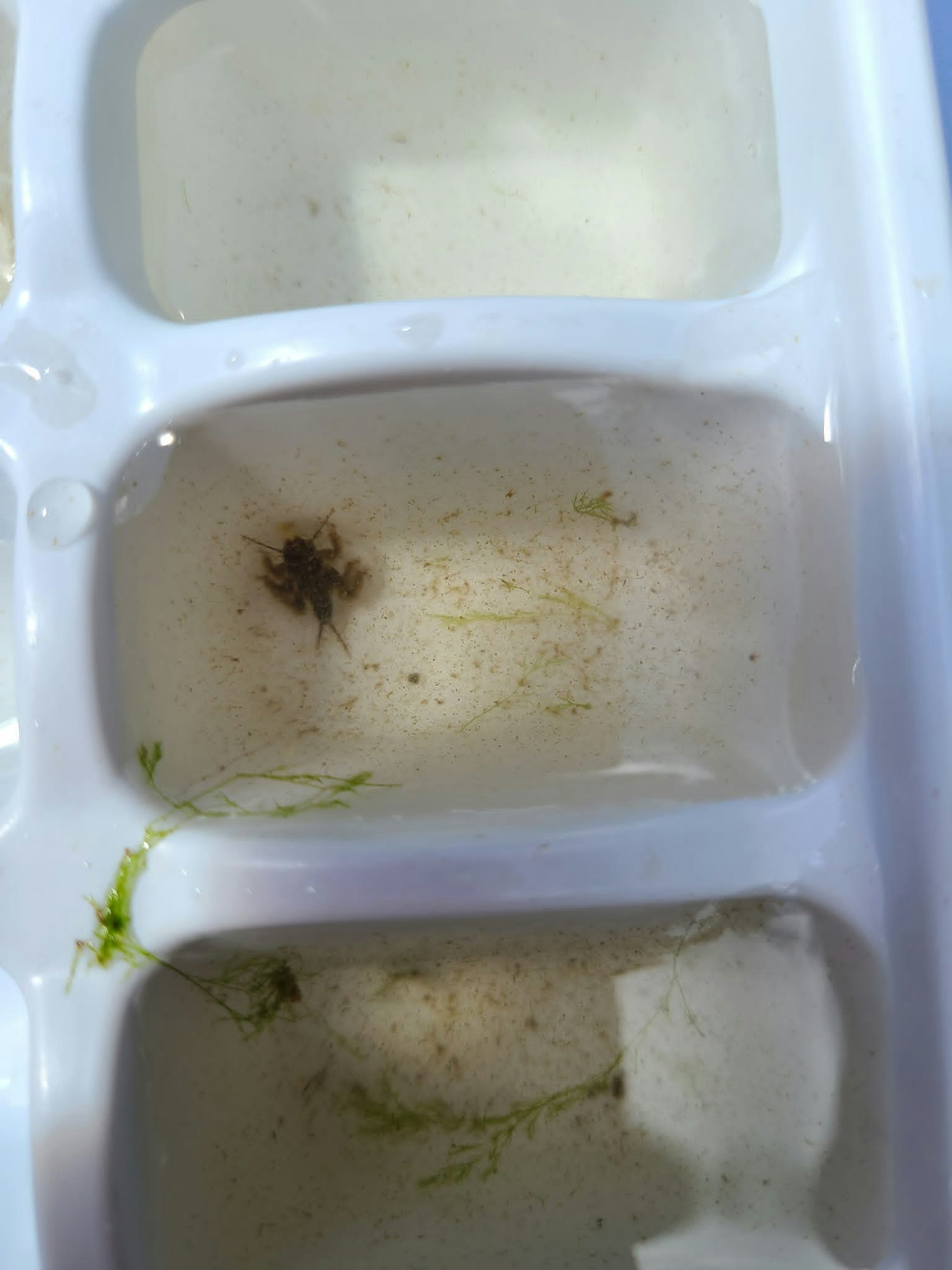 The image shows a white tray with water containing a small creature and some aquatic plants or algae.