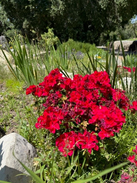 Flowers.....