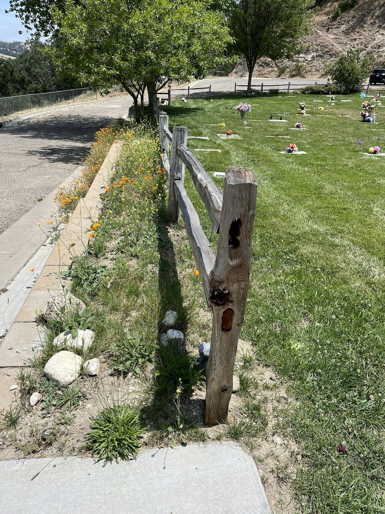 May contain: grass, plant, path, tree, nature, outdoors, park, backyard, yard, car, transportation, vehicle, and sidewalk